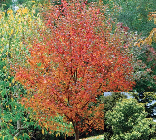 Fairview Flame 50lt