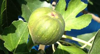 Fig White Genoa