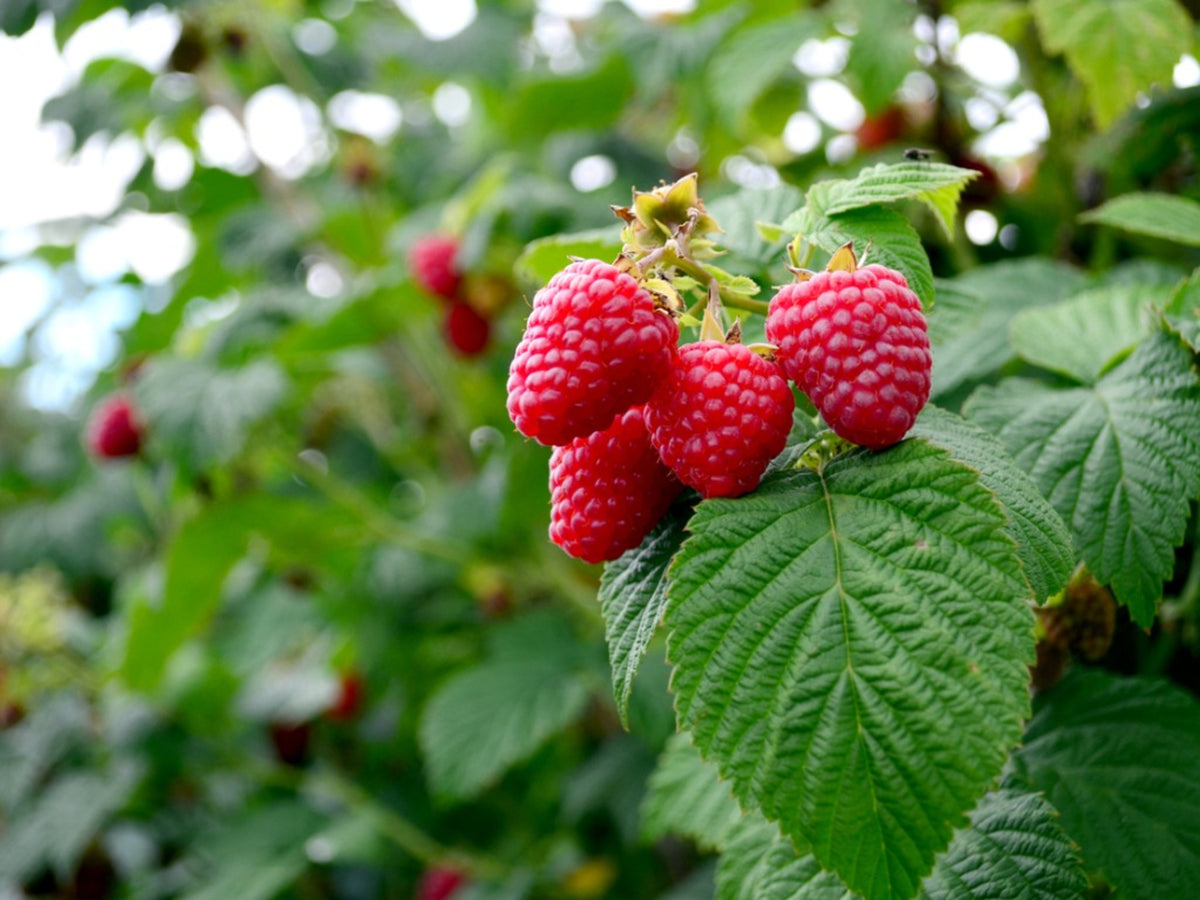 Raspberry Heritage 140ml