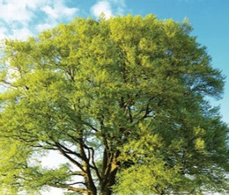 Fagus Sylvatica 20lt