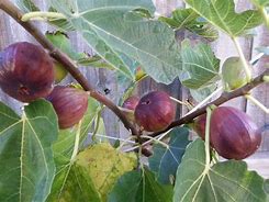 Fig Black Genoa