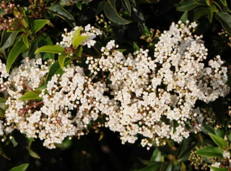 Viburnum Tinus Anvi 14cm