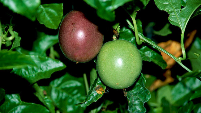 Passionfruit Sunshine Special 140mm