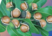 Lots A Nuts 8lt