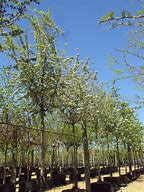 Crateagus Hawthorn 50lt