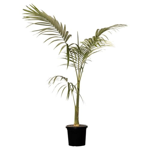 Alexander Palm 200mm