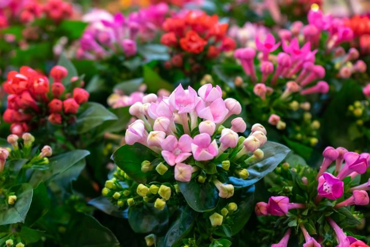 Kalanchoe 140mm