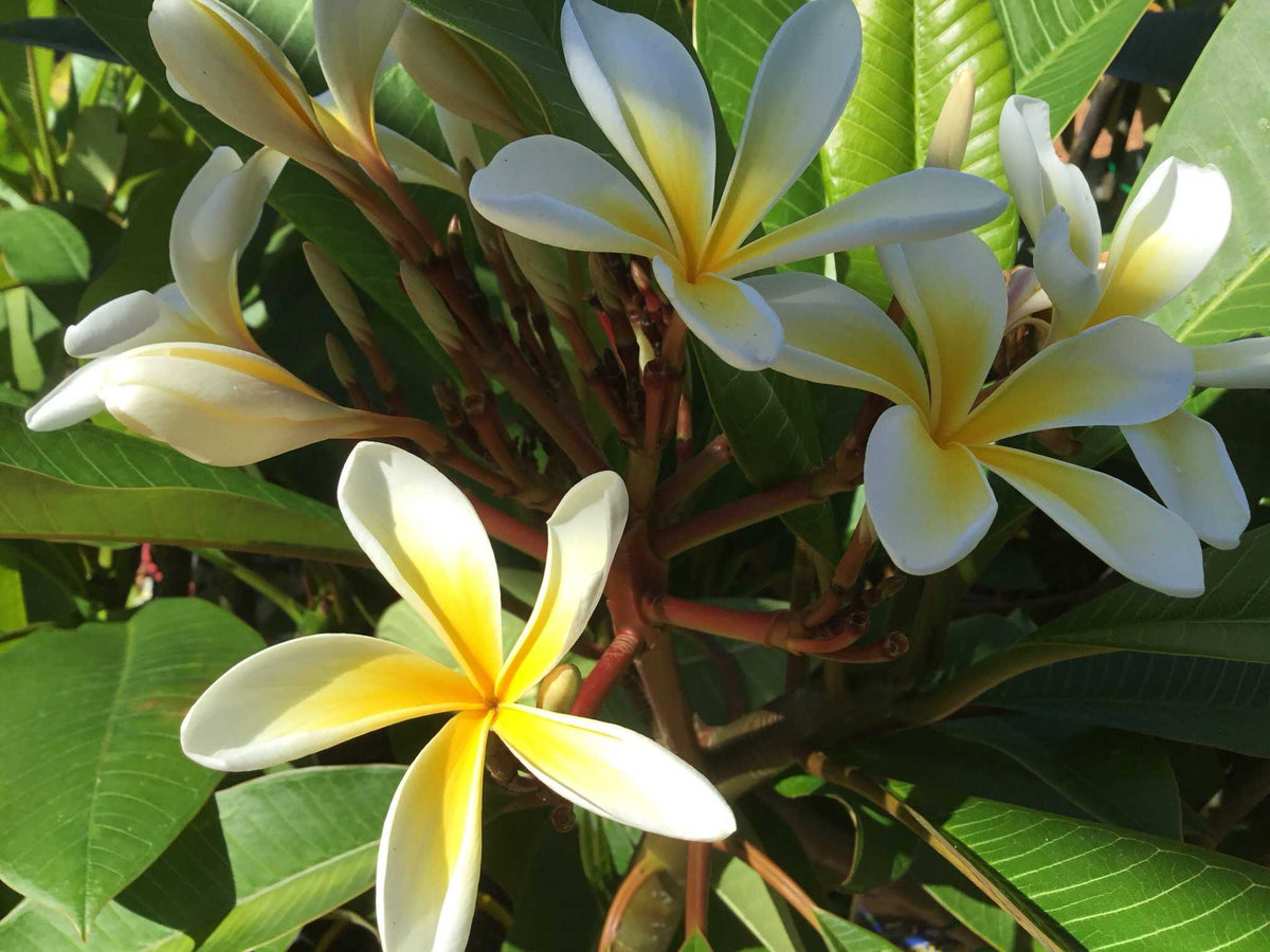Hawaiian Gold 18lt