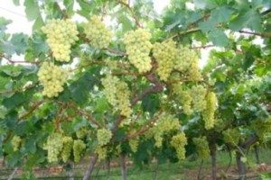 Sultana