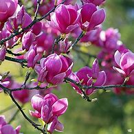 Magnolia Black Tulip 30lt