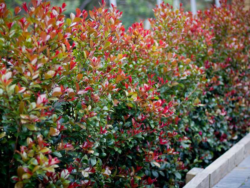Big Red Lilly Pilly 5lt