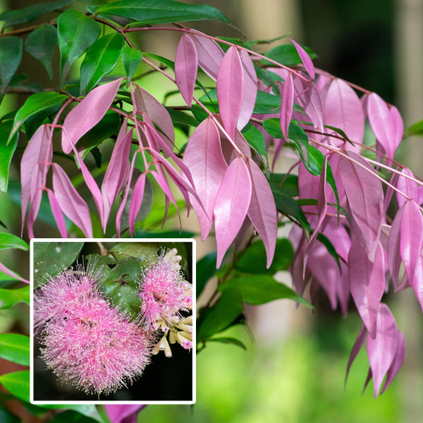 Syzygium Cascade 175mm
