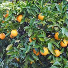 Washington Navel (dwarf)