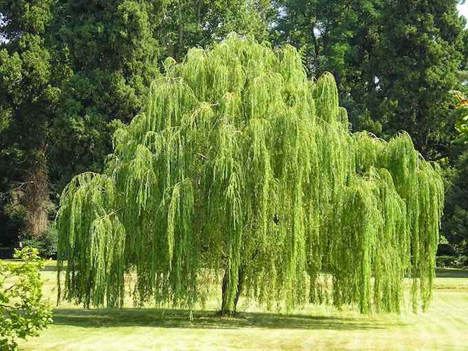 Salix Weeping Willow 35lt