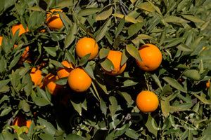 Pineapple Orange
