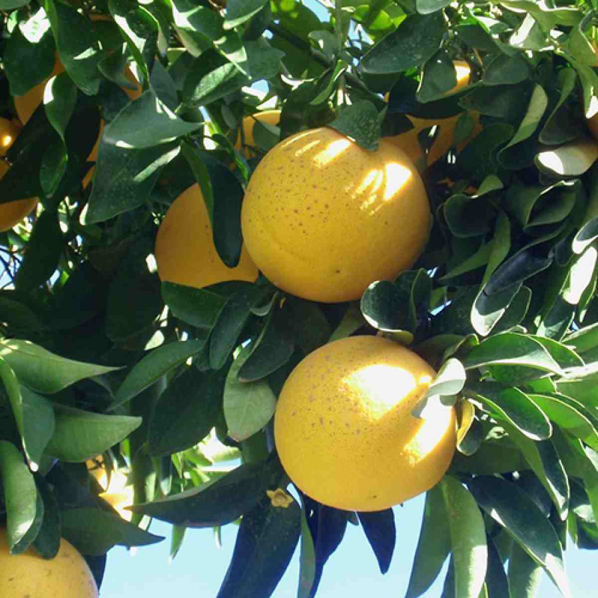 Marsh's Seedless 8lt