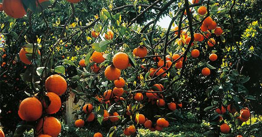 Blood Orange (semi Dwarf Tarocco Ippolito)