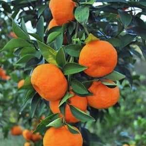 Dwarf Imperial