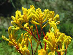 Kangaroo Paw Yellow Gem 175mm