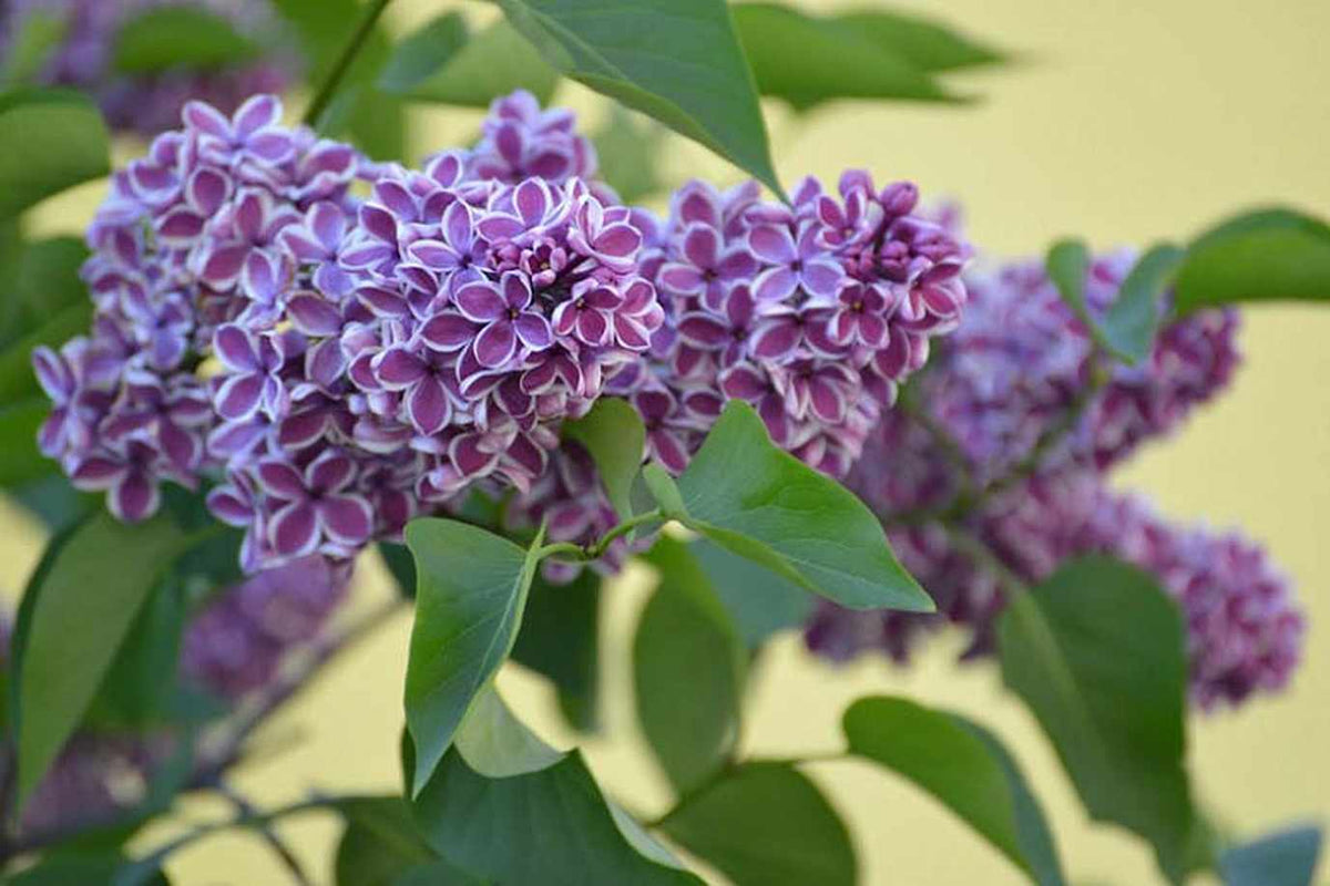 Lilac Sensation Small