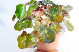 Begonia Dragon Wings 200mm