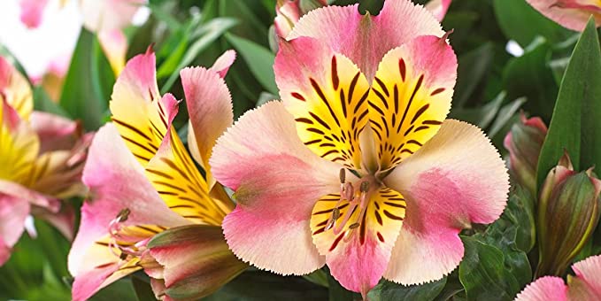 Alstroemeria Paola Small