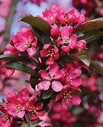 Malus Raspberry Spear 18lt