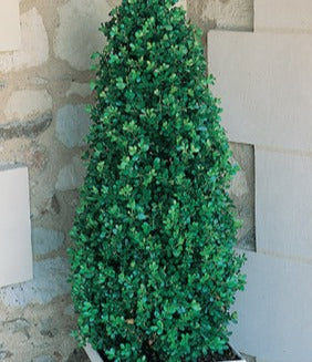 Buxus Emerald Pillar 8lt