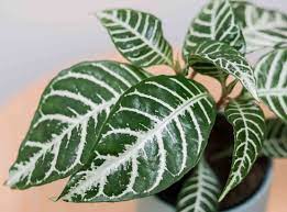 Zebra Plant Small
