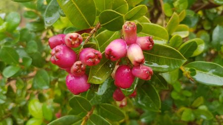 Lilly Pilly Cherry Bomb 180mm