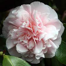 Debutante 8lt