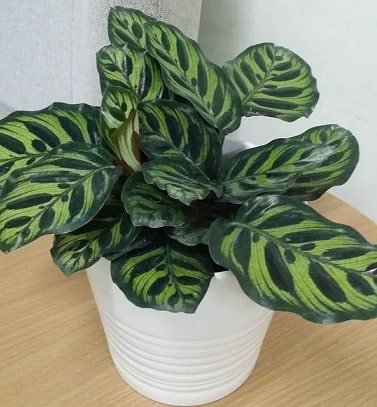 Calathea Orbifolia 200mm