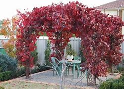 Autumn Ornamental 18lt