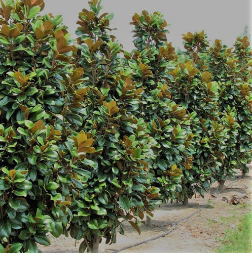 Magnolia Teddy Bear