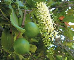 Macadamia 18lt