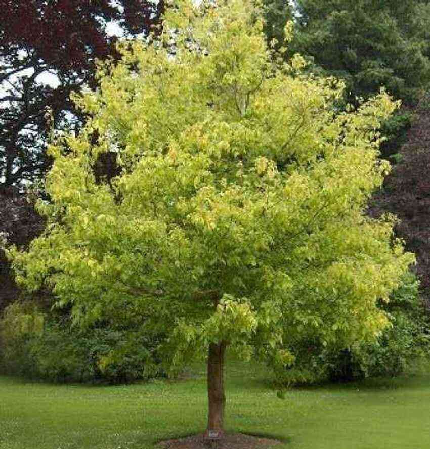 Box Elder 30lt