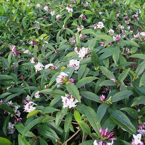 Daphne Perfumed Princess