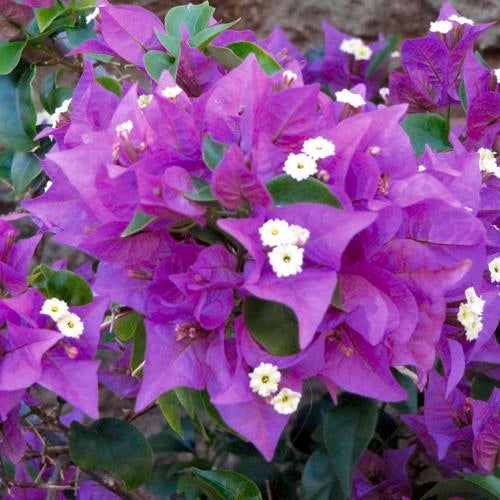 Bougainvillea Magnifica 140ml