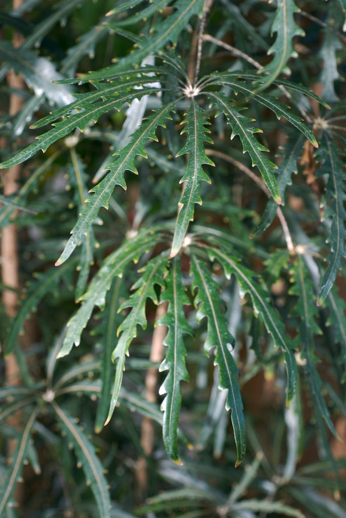 Schefflera 30lt