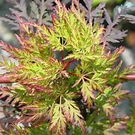 Acer Palmatum Dissectum Emerald Lace 50lt