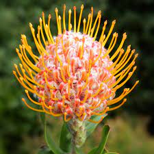 Leucospermum Carnival Orange 140mm
