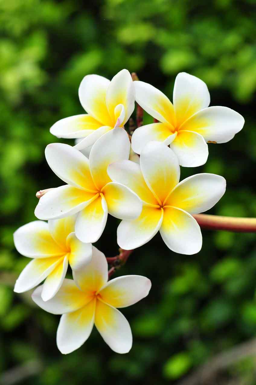 Celadine