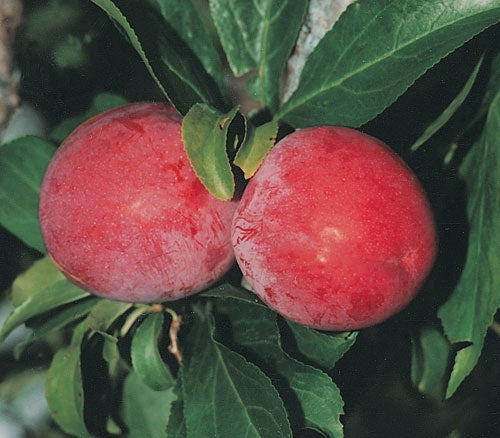 Santa Rosa 6lt