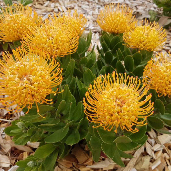 Leucospermum Carnival Yellow 140mm