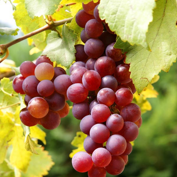 Flame Seedless 18lt