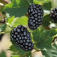 Blackberry Thornless