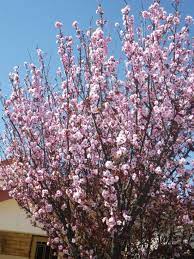 Cerasifera 30lt