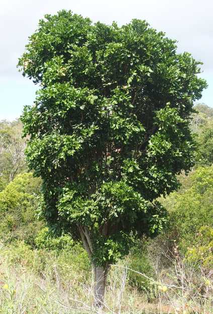 Cupaniopsis Anacardioides 8lt