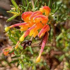 Grevillea Crackles 8lt