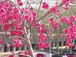 Weeping Peach Crimson Cascade 50lt